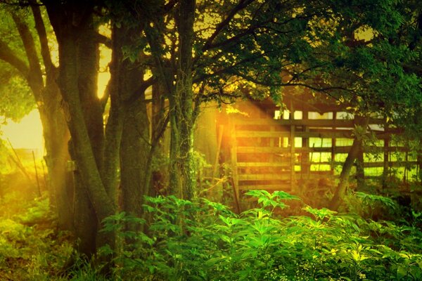 Paisagens arborizadas num ambiente natural e tranquilo