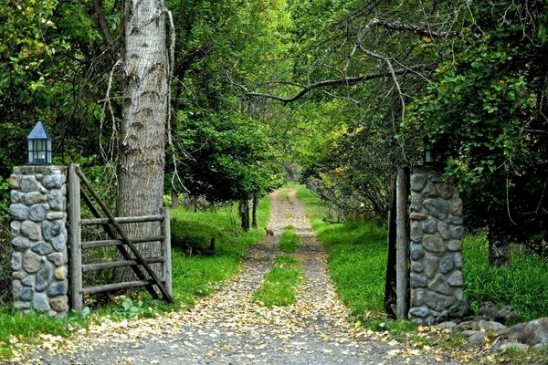 Der Weg in den wunderschönen grünen Wald