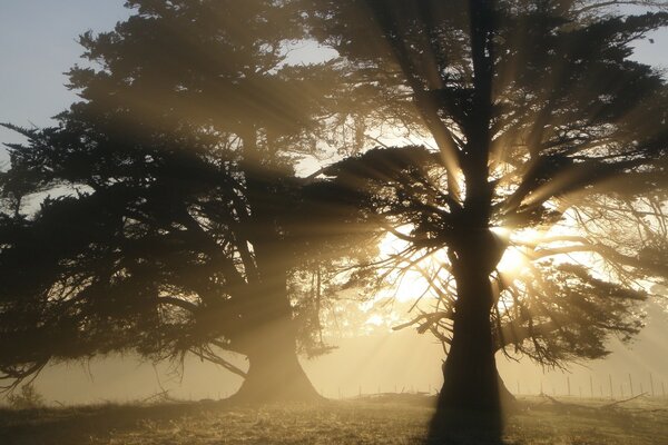 The rays of the sun breaking through the trees landscape