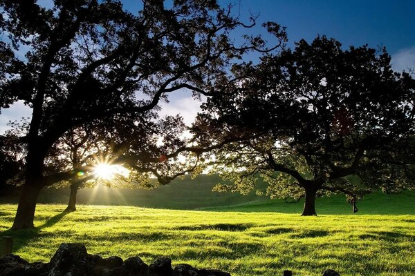 Lever du soleil sur une clairière merveilleuse