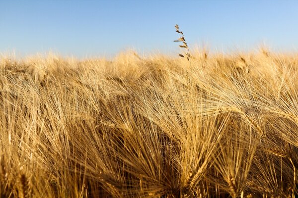 Das Weizenfeld ist bereit, in blauem Himmel zu ernten