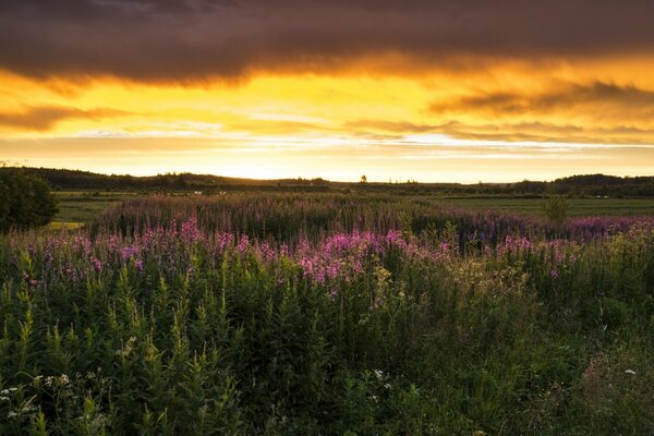 Paisagem de Verão lânguida ao pôr do sol