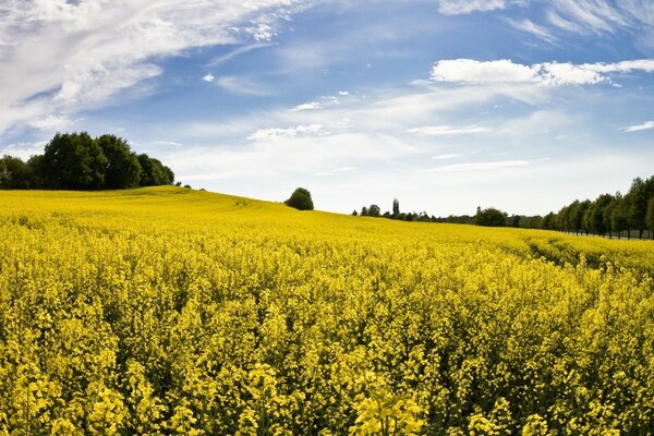 Hermosos campos de flores amarillas