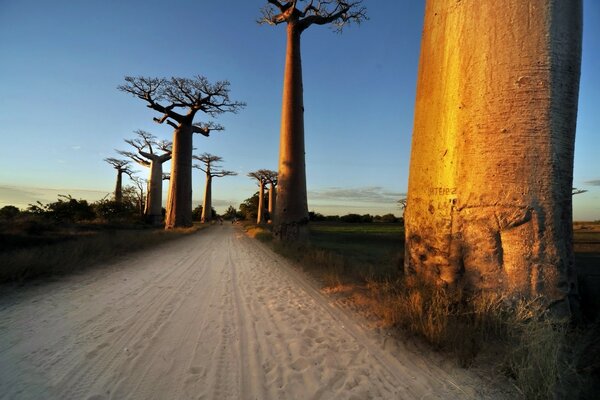 Alberi lungo la strada al tramonto