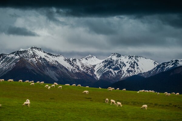 Pastoral landscape with snow-capped mountains