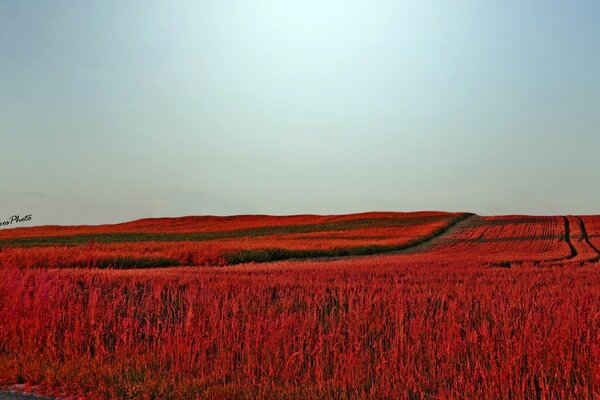 Beautiful red field with roads