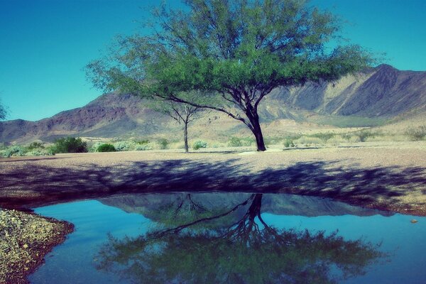 A beautiful tree on the shore of a lake in the mountains