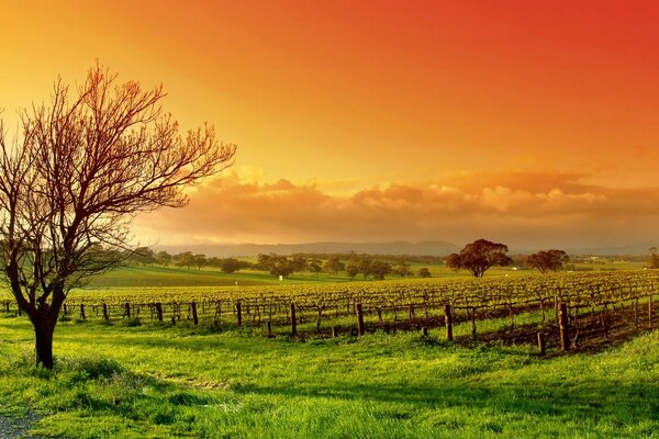 Landscape of Sess fields