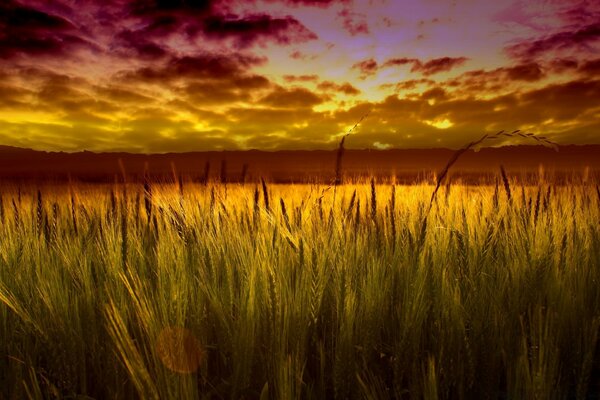 Rising wheat in a crimson sunset