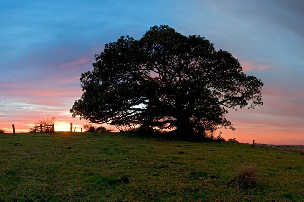 Árbol solitario al atardecer