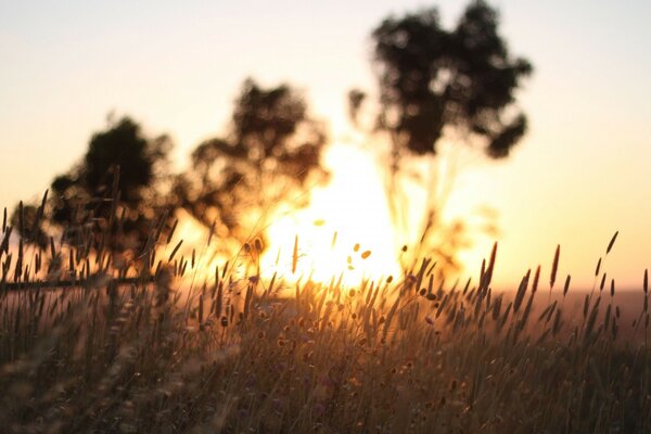 Sonnenuntergang auf einem Weizenfeld