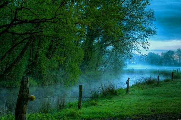 Morning dawn on a green meadow