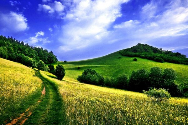 Sunny landscape of rural fields