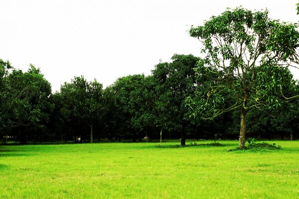 Landscapes of dereno on green grass