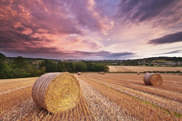 Rouleaux de SOLON dans la Prairie