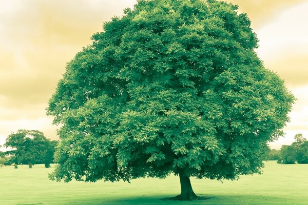 Ein wachsender großer Baum auf einer Lichtung