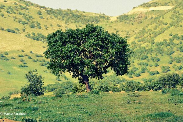 Un árbol en flor entre dos colinas