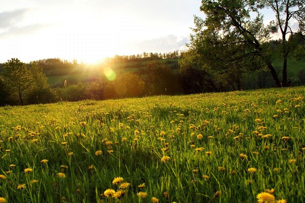 A bright meadow of dandelions in the forest