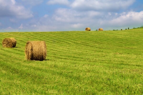 Landscape of harvested hay on green grass