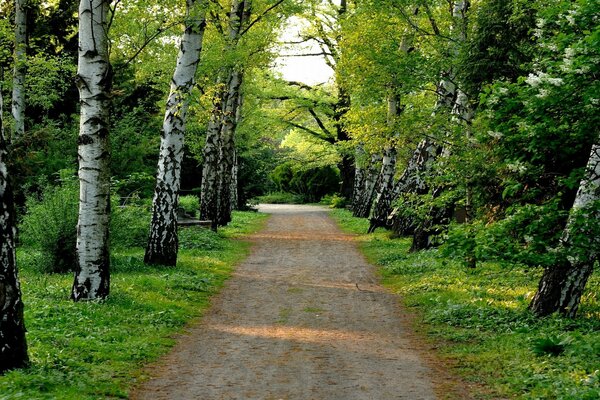 Ağaç kaplı toprak yol