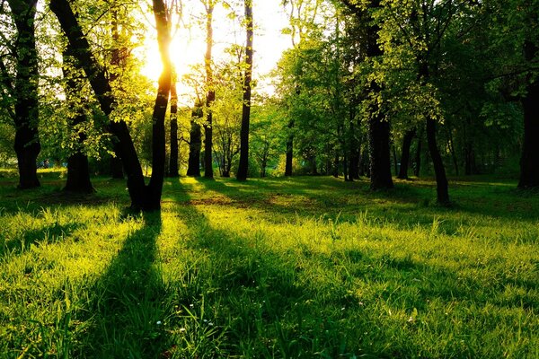 Le soleil brille à travers les arbres