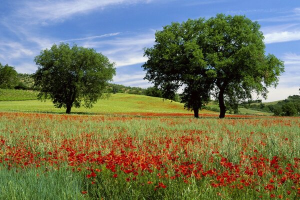 Red flowers on a background of trees