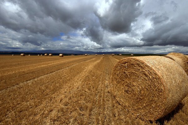 Heuhaufen auf einem abgeschrägten Feld mit Weizenlandschaft