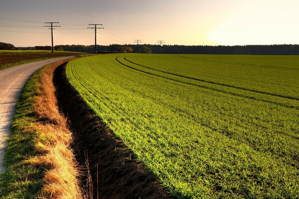 Grünes Feld auf einem Bauernhof an der Straße