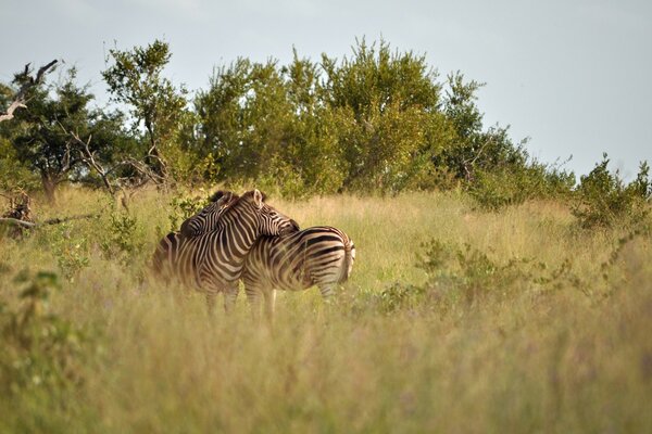 Zebra-Tierwelt beim Treffen