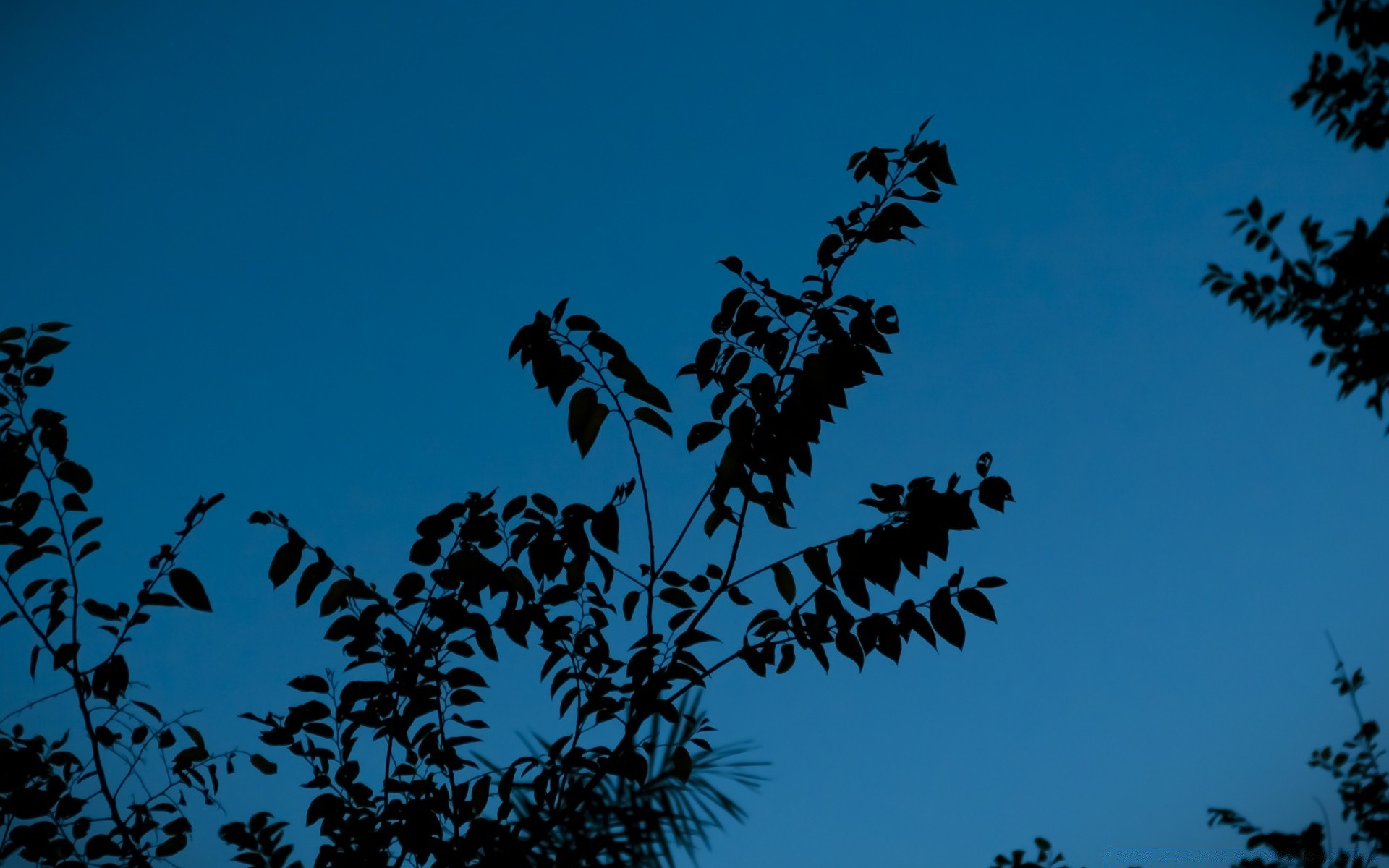 paisagens árvore folha natureza pássaro flora céu ao ar livre paisagem ramo luz do dia luz flor outono