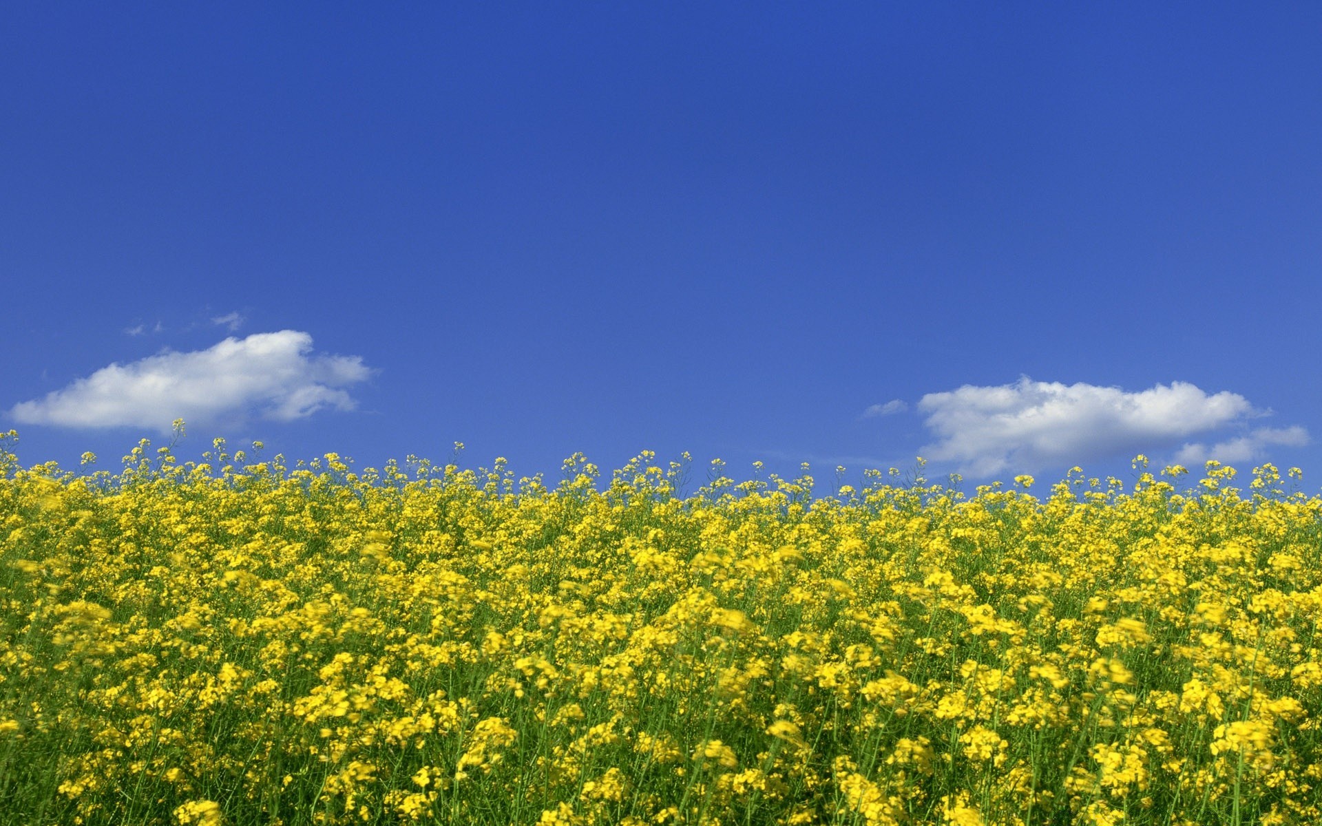 landschaft blume feld landschaft landwirtschaft natur des ländlichen sommer landschaft heuhaufen himmel im freien flora ernte umwelt bauernhof gras sonne gutes wetter ackerland