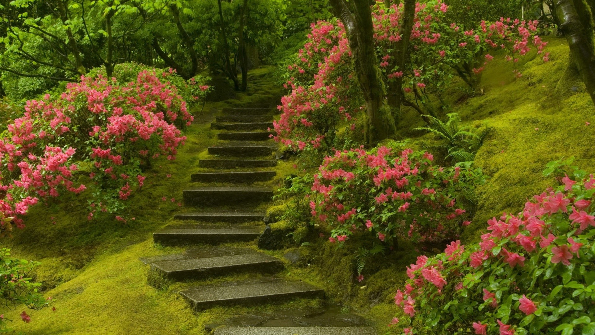 paisaje flor jardín parque árbol hoja naturaleza rododendro al aire libre paisaje flora madera camino guía arbusto verano arboreto exuberante temporada botánico