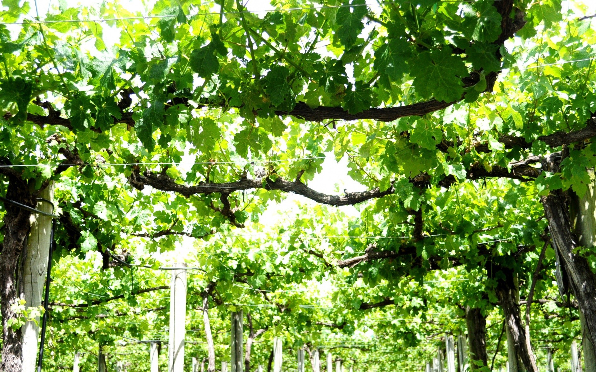 paisagens folha crescimento natureza árvore flora madeira paisagem verão ramo ao ar livre agricultura temporada jardim rural bom tempo ambiente fora videira cênica