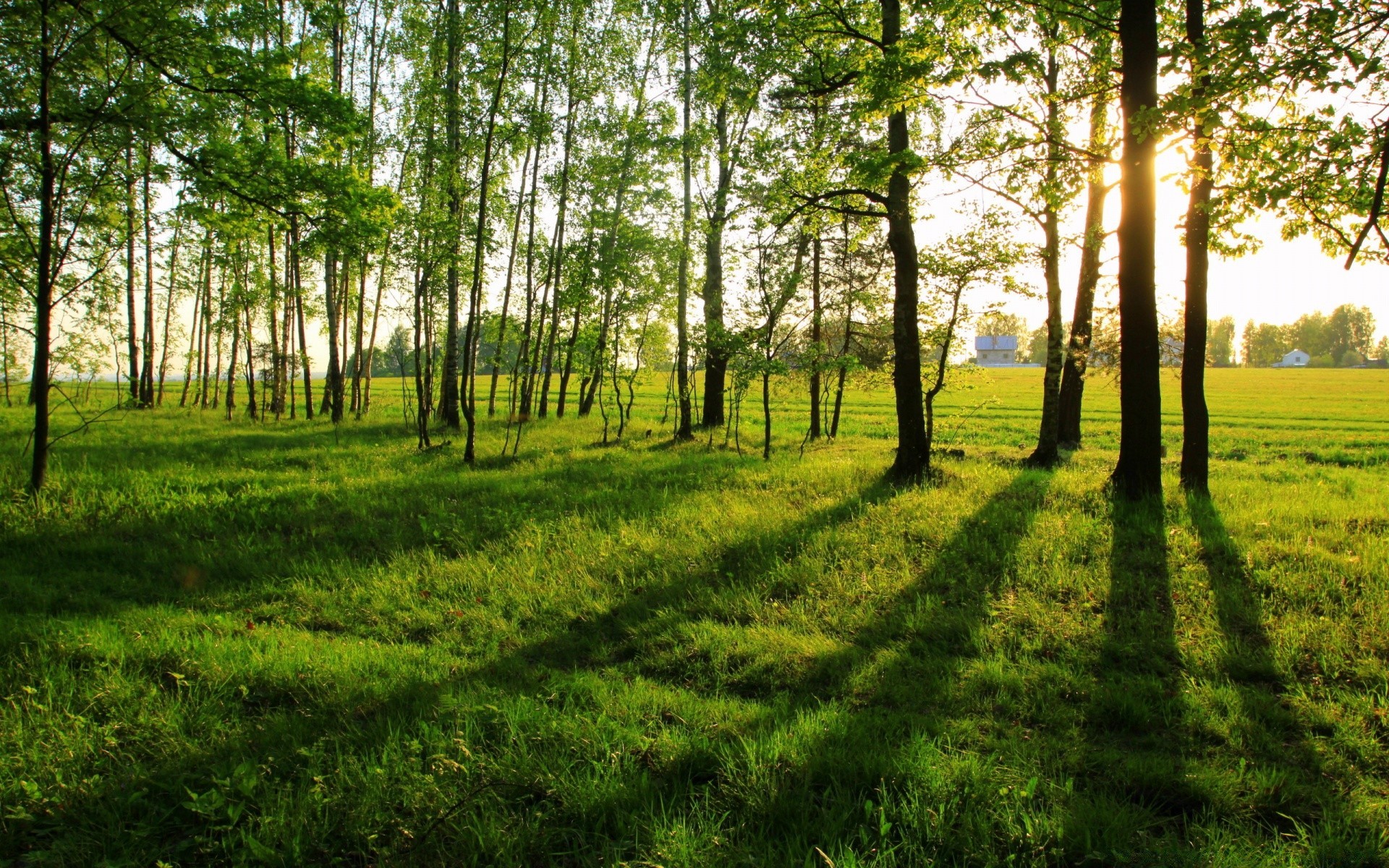 paisaje paisaje madera naturaleza árbol hierba medio ambiente buen tiempo sol parque hoja rural amanecer temporada escena país paisaje campo flora escénico verano