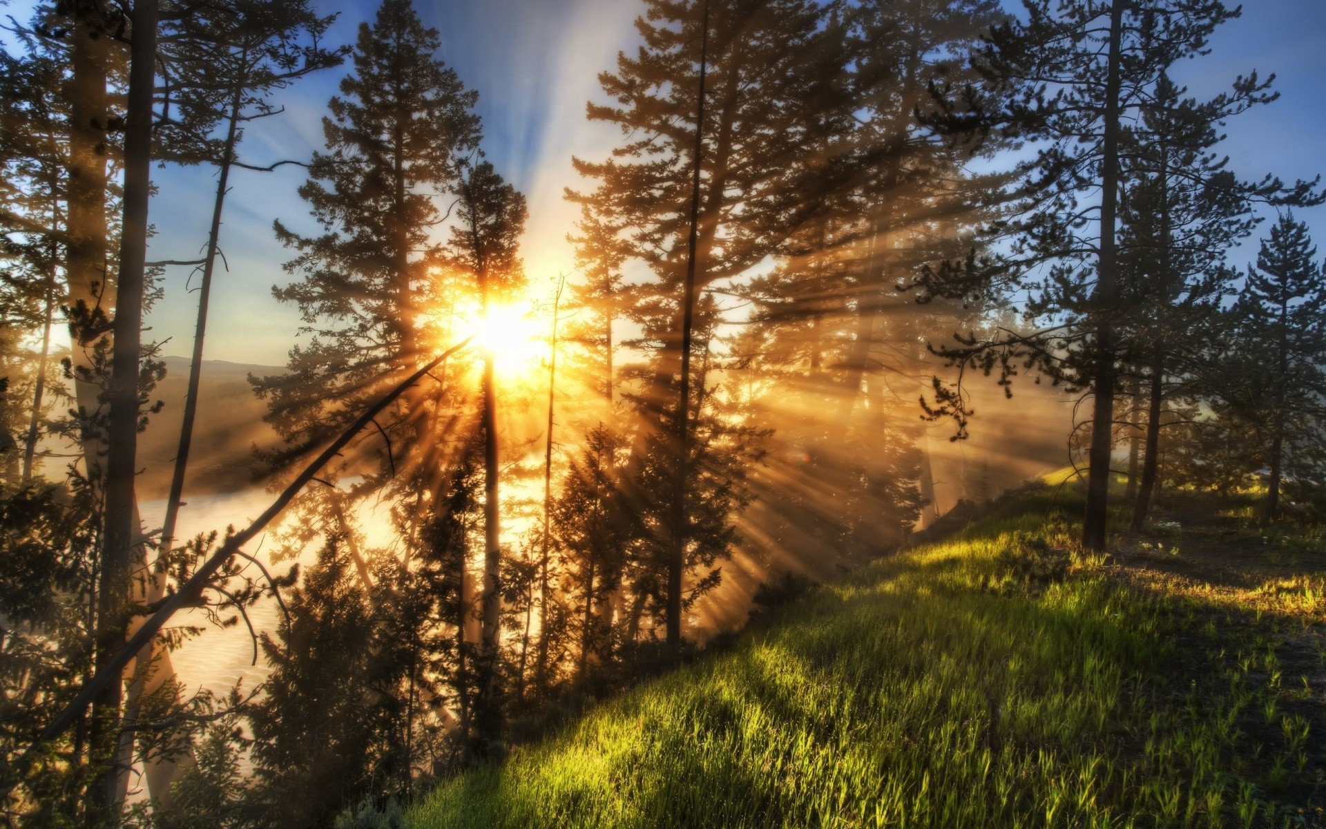 paisaje árbol paisaje naturaleza madera amanecer sol buen tiempo niebla temporada pino otoño al aire libre niebla puesta de sol luz parque escénico medio ambiente brillante