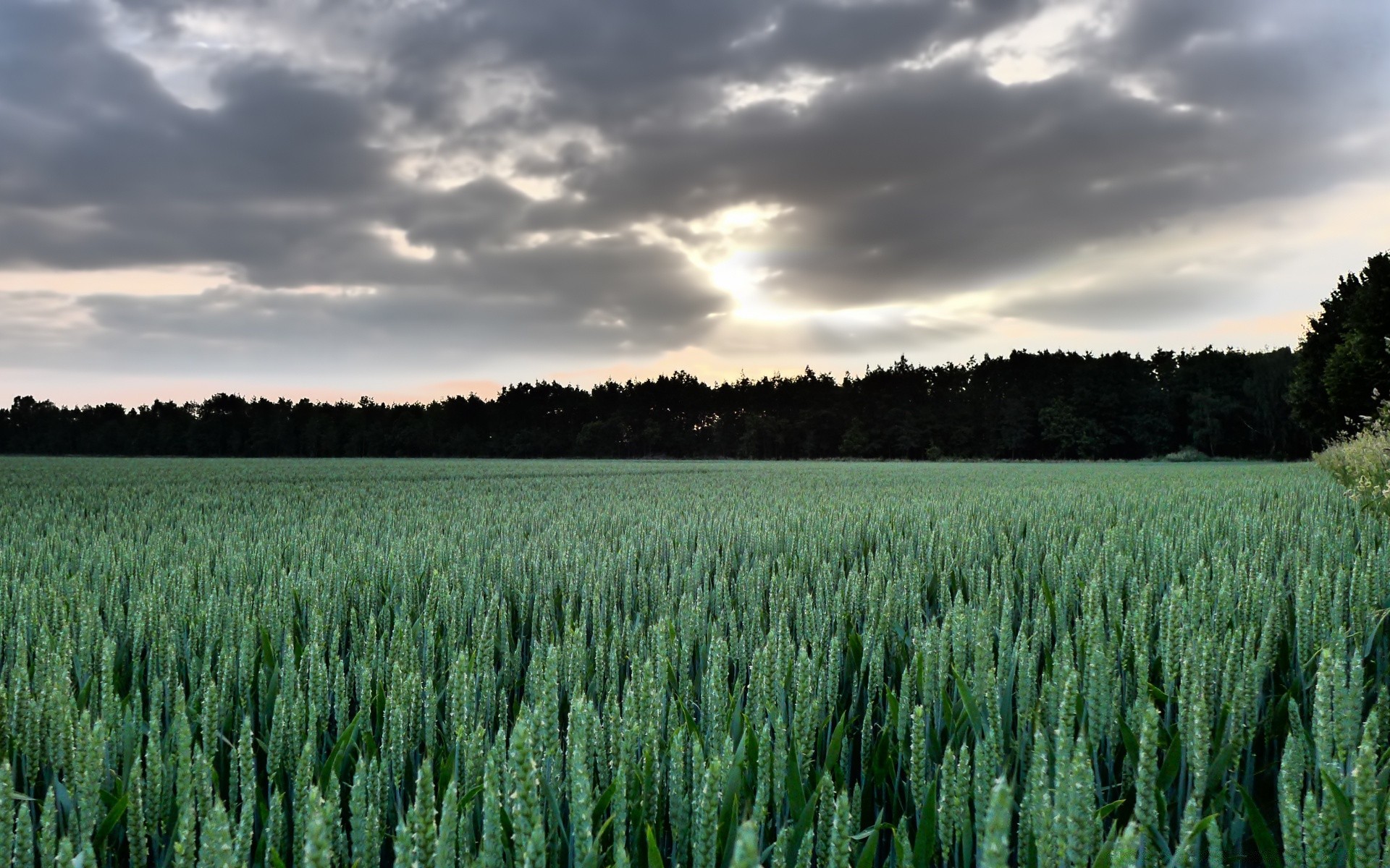 landschaft landwirtschaft des ländlichen weide flocken bauernhof ernte weizen im freien landschaft natur landschaft feld mais wachstum sommer ackerland