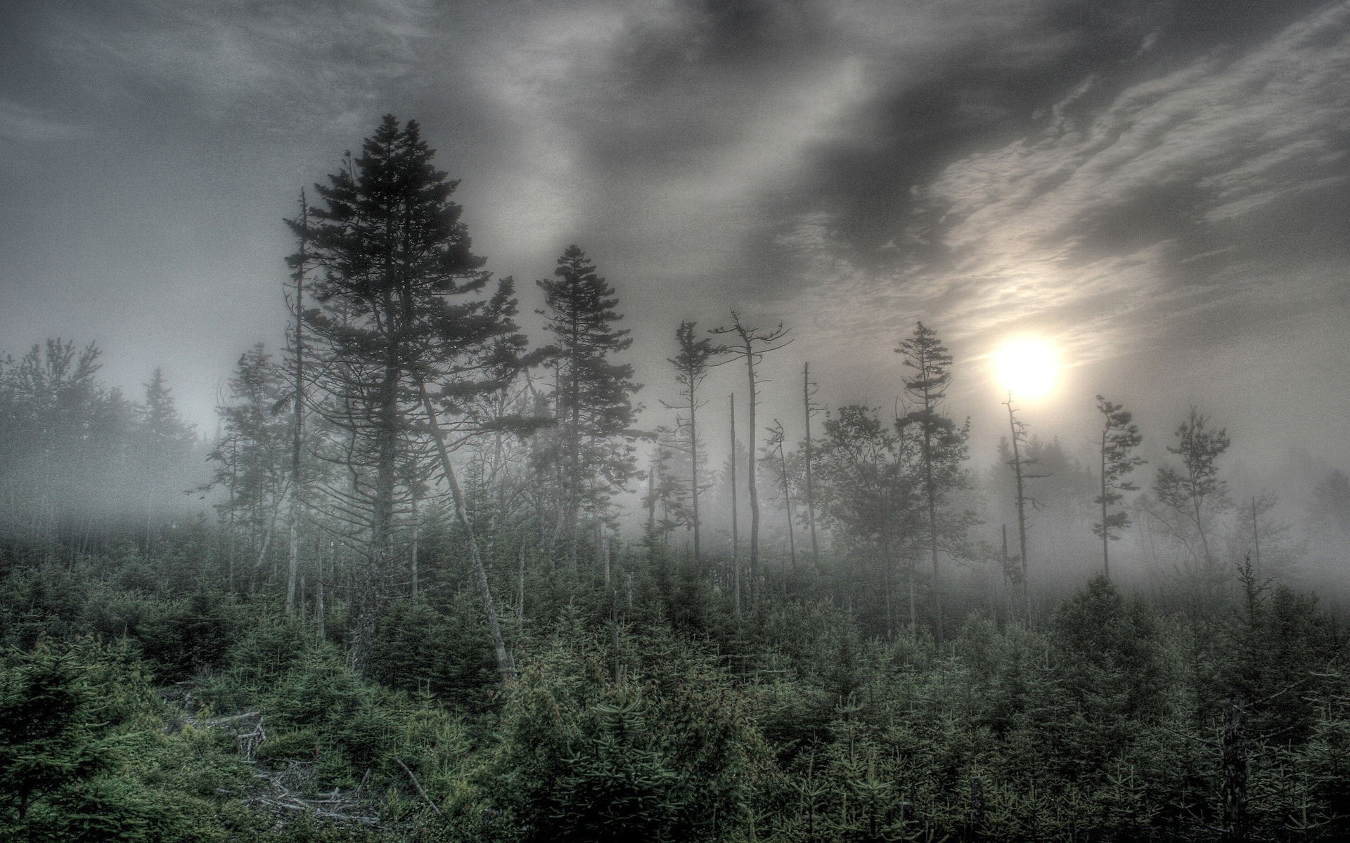 paysage paysage bois brouillard nature brouillard aube bois soleil hiver ciel météo automne monochrome en plein air