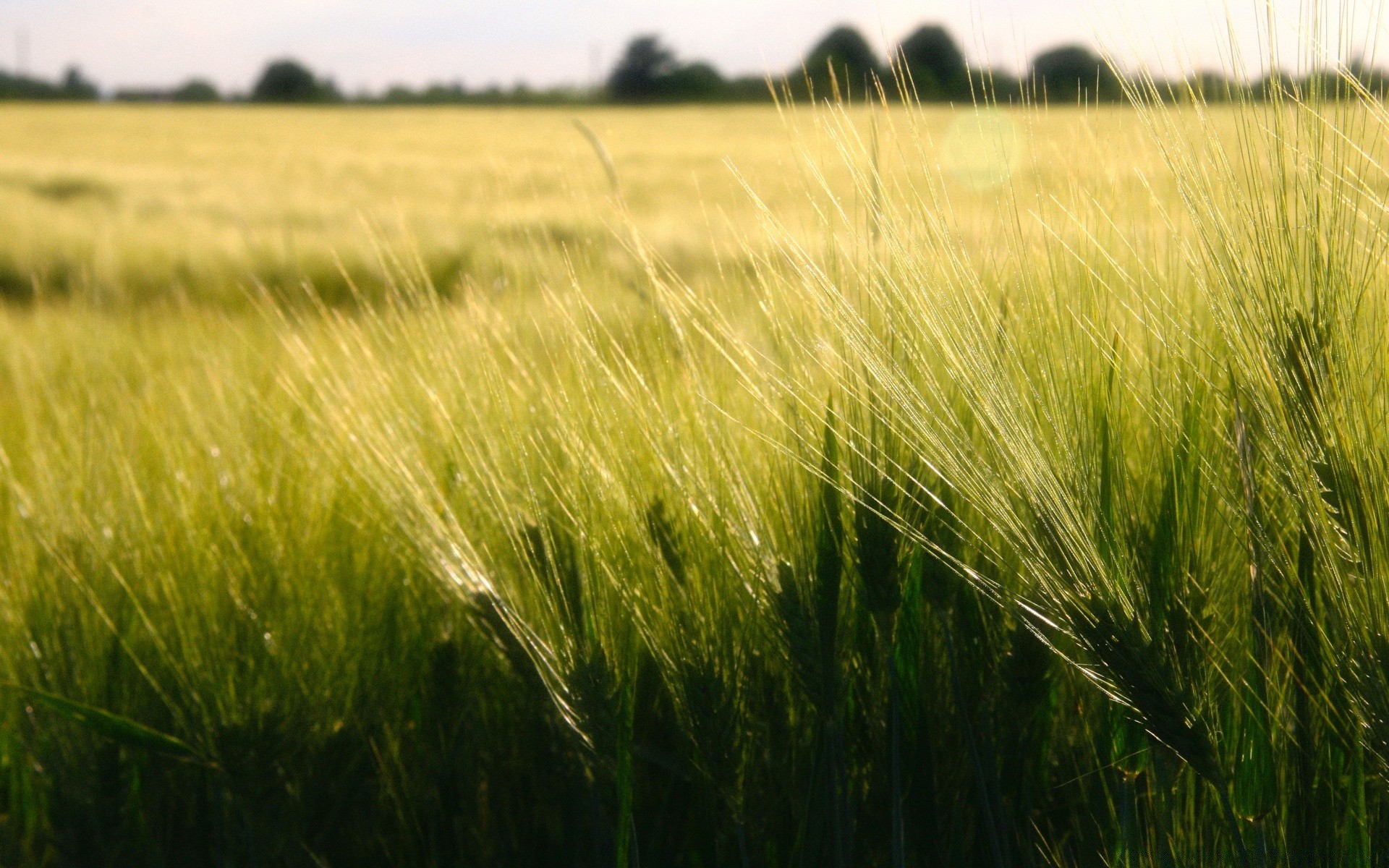 landscapes cereal wheat field farm crop pasture rural agriculture corn growth grass hayfield landscape seed countryside country barley gold bread sun