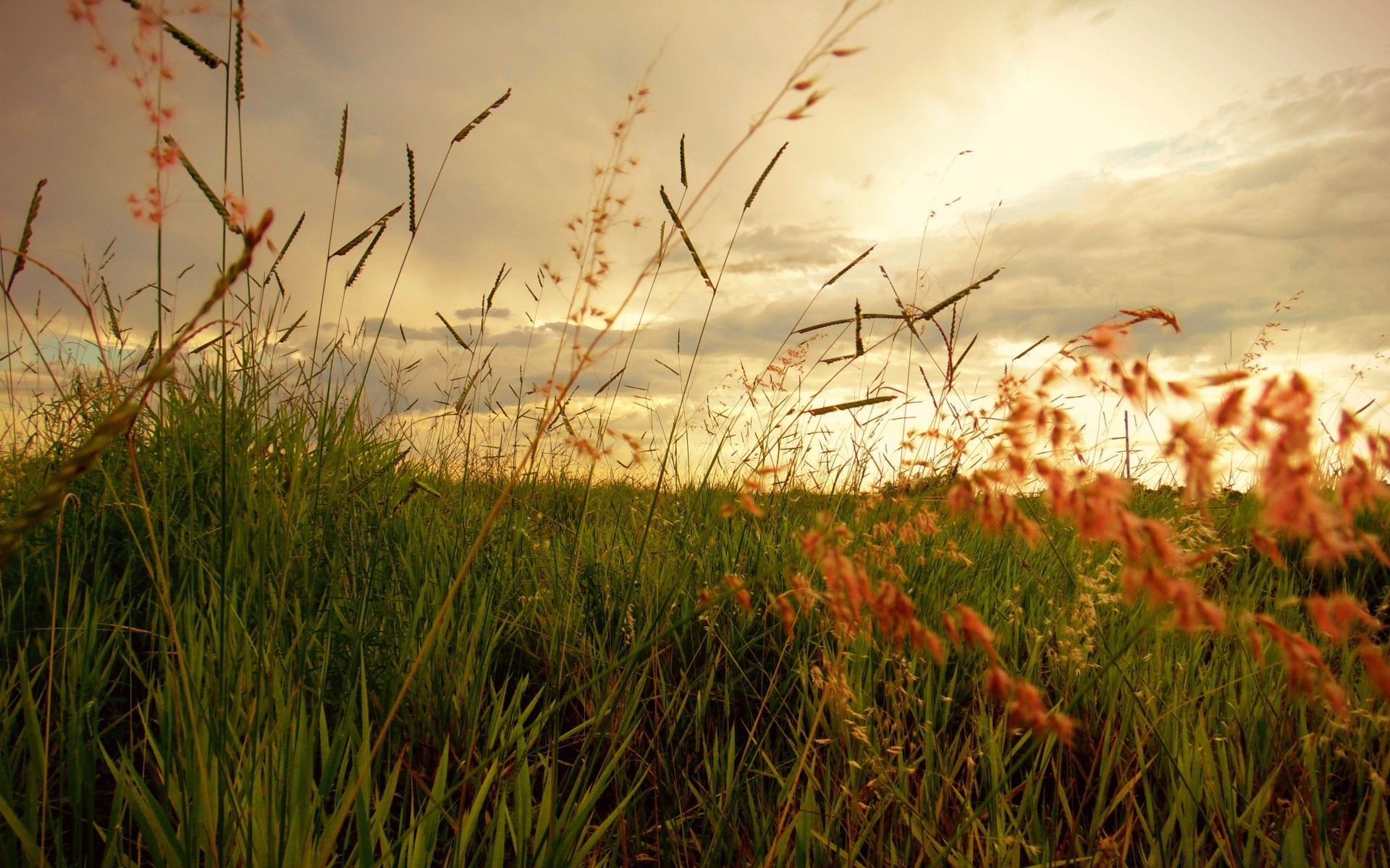 landschaft feld gras landschaft sonne sonnenuntergang dämmerung natur heuhaufen sommer flora himmel bauernhof gutes wetter wachstum des ländlichen blume farbe land licht im freien