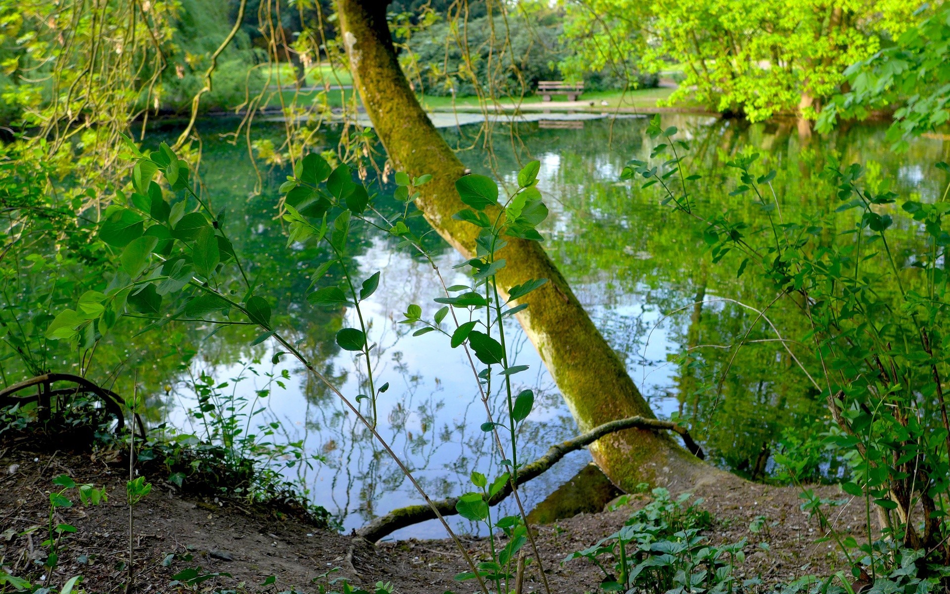 paisagens natureza folha madeira árvore flora ao ar livre verão paisagem temporada outono ambiente ramo parque jardim crescimento cor fora rural cena