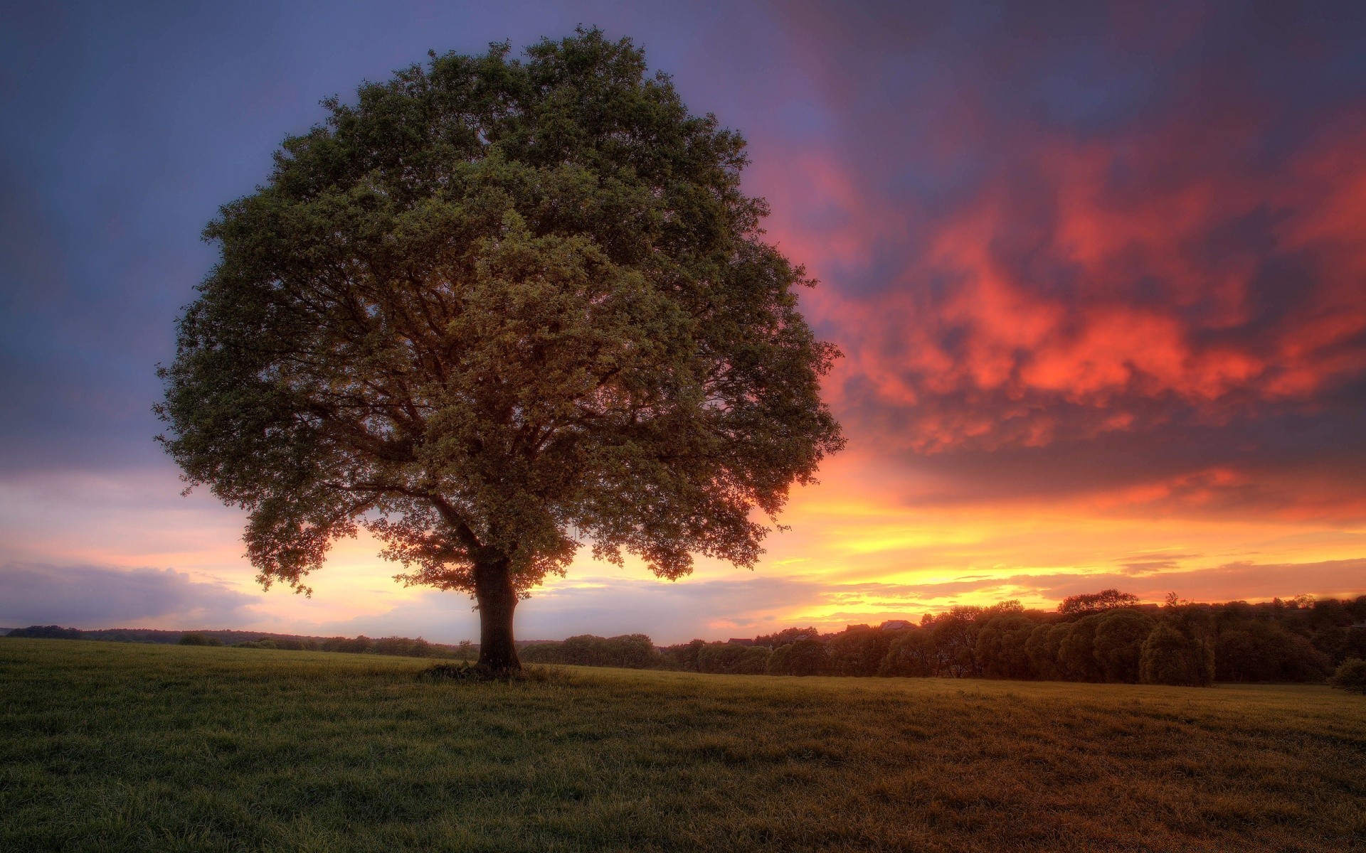 paisaje paisaje árbol puesta de sol amanecer sol noche cielo iluminado naturaleza al aire libre silueta otoño luz campo