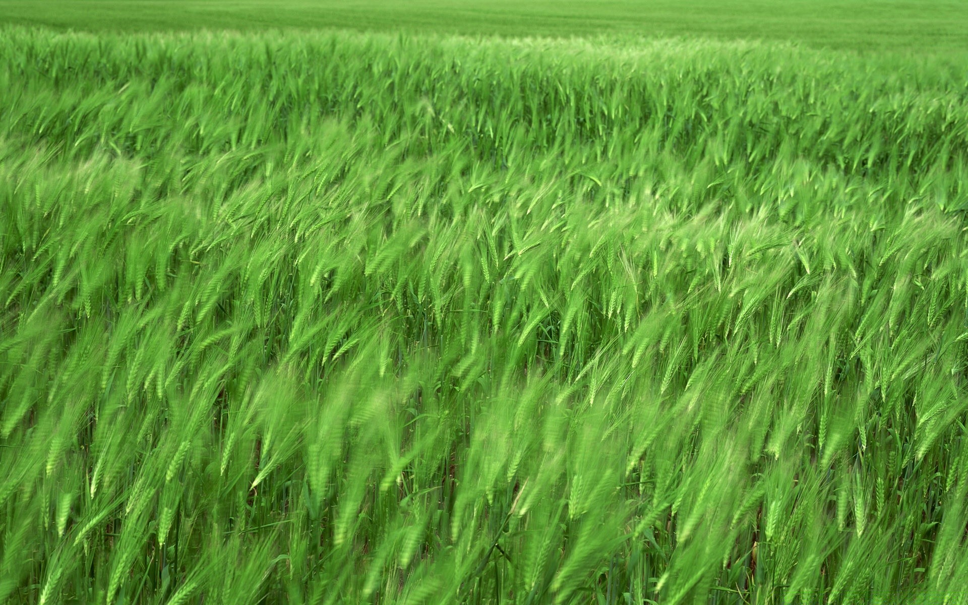 paisagens campo rural pasto crescimento fazenda agricultura solo grama cereais verão flora feno ambiente campo trigo colheita país cena terras agrícolas exuberante