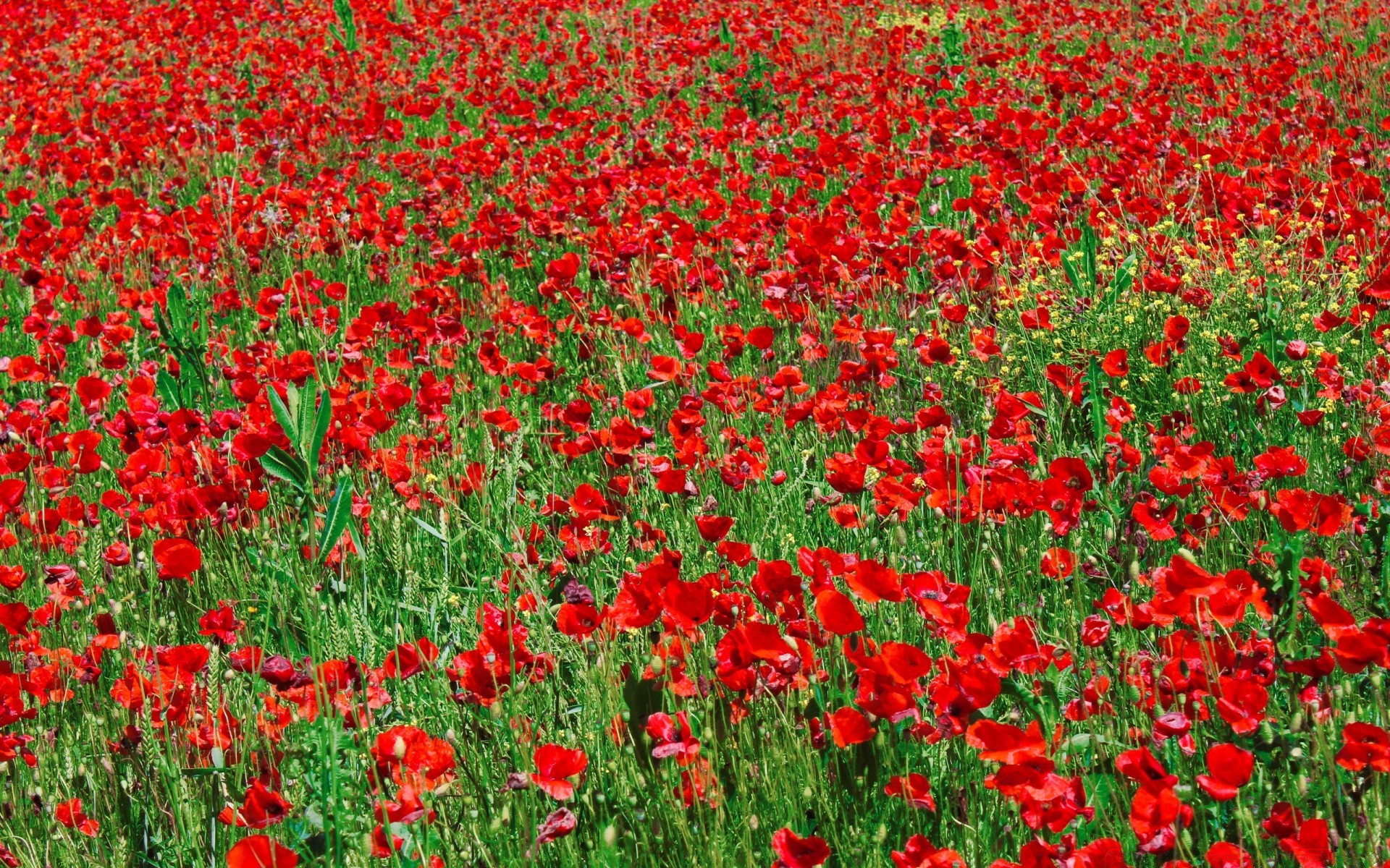 manzara çiçek alan haşhaş flora doğa yaz saman bahçe çiçek çiçek açan petal büyüme sezon çimen renk yaprak lale kırsal açık havada parlak