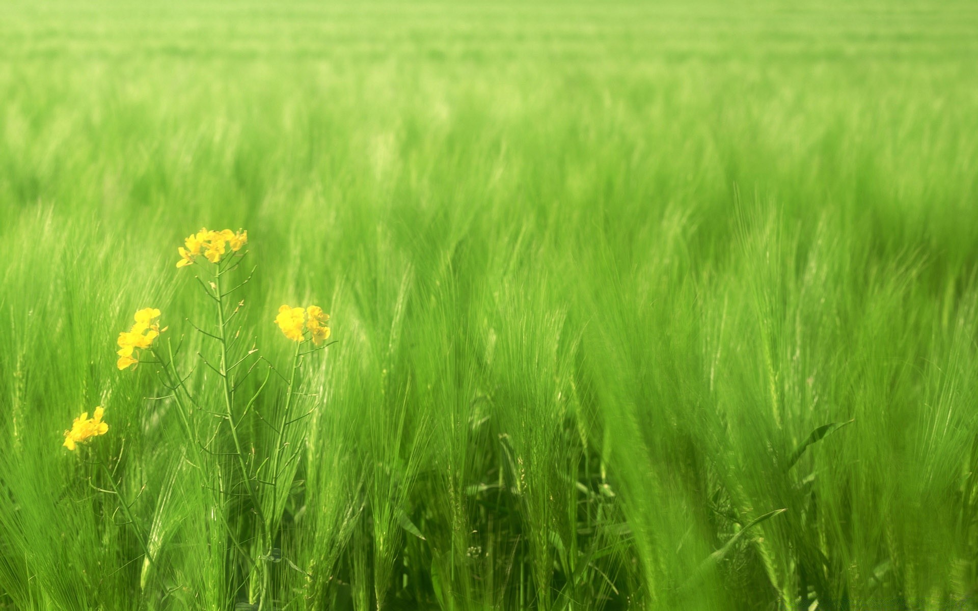 landschaft feld des ländlichen gras weide wachstum flocken weizen heuhaufen sommer bauernhof landwirtschaft landschaft ernte natur ackerland sonne flora rasen boden samen