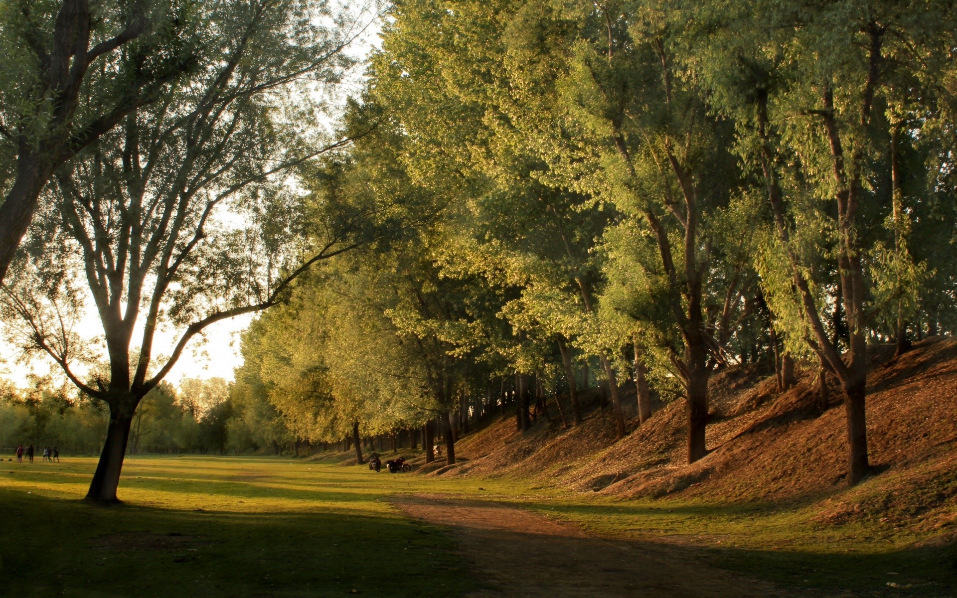 landscapes tree landscape wood nature grass dawn outdoors countryside leaf fall park road rural scenic environment fair weather sky shadow sun