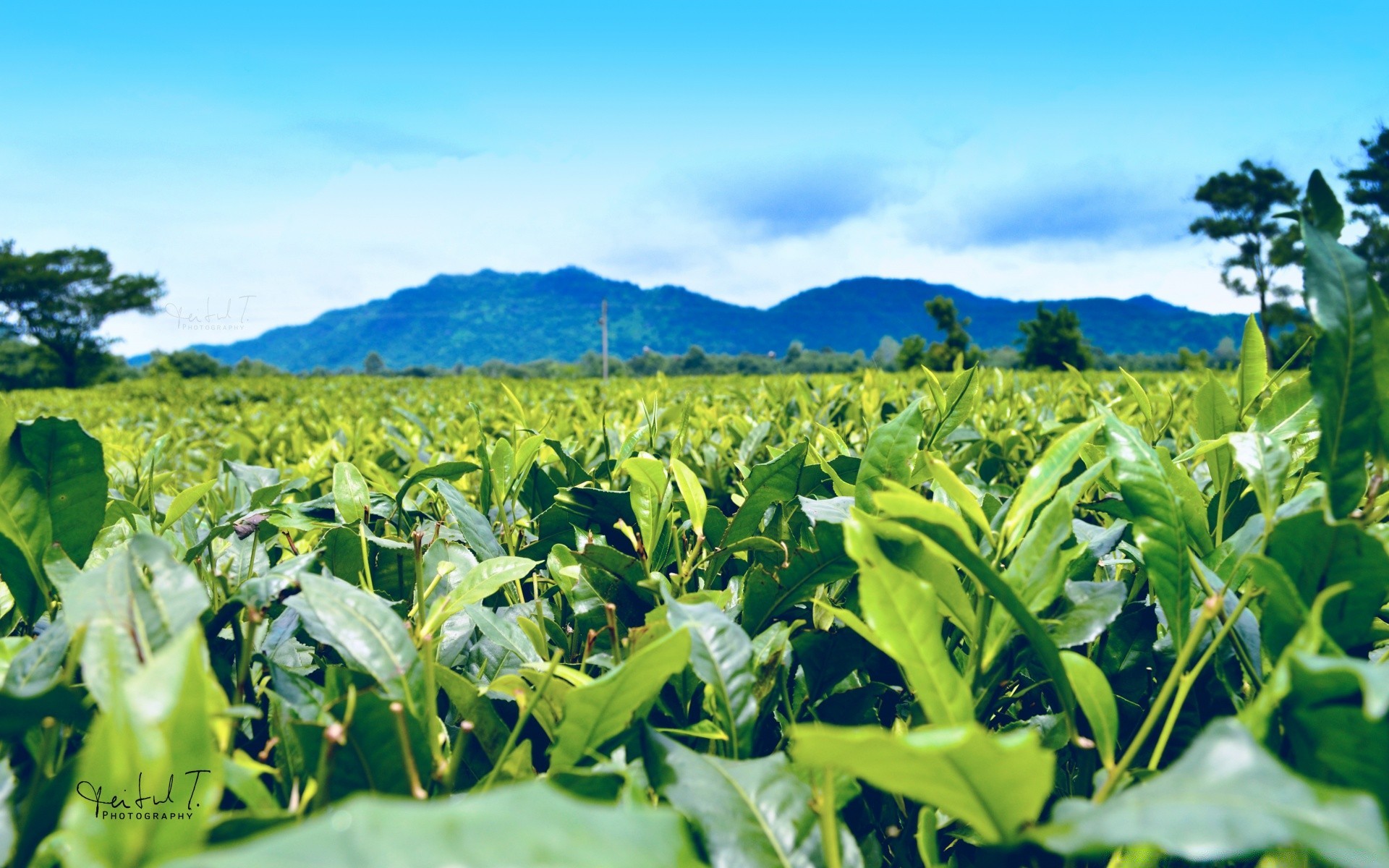 landscapes agriculture flora field growth nature leaf farm summer rural crop food pasture outdoors landscape fair weather season countryside corn