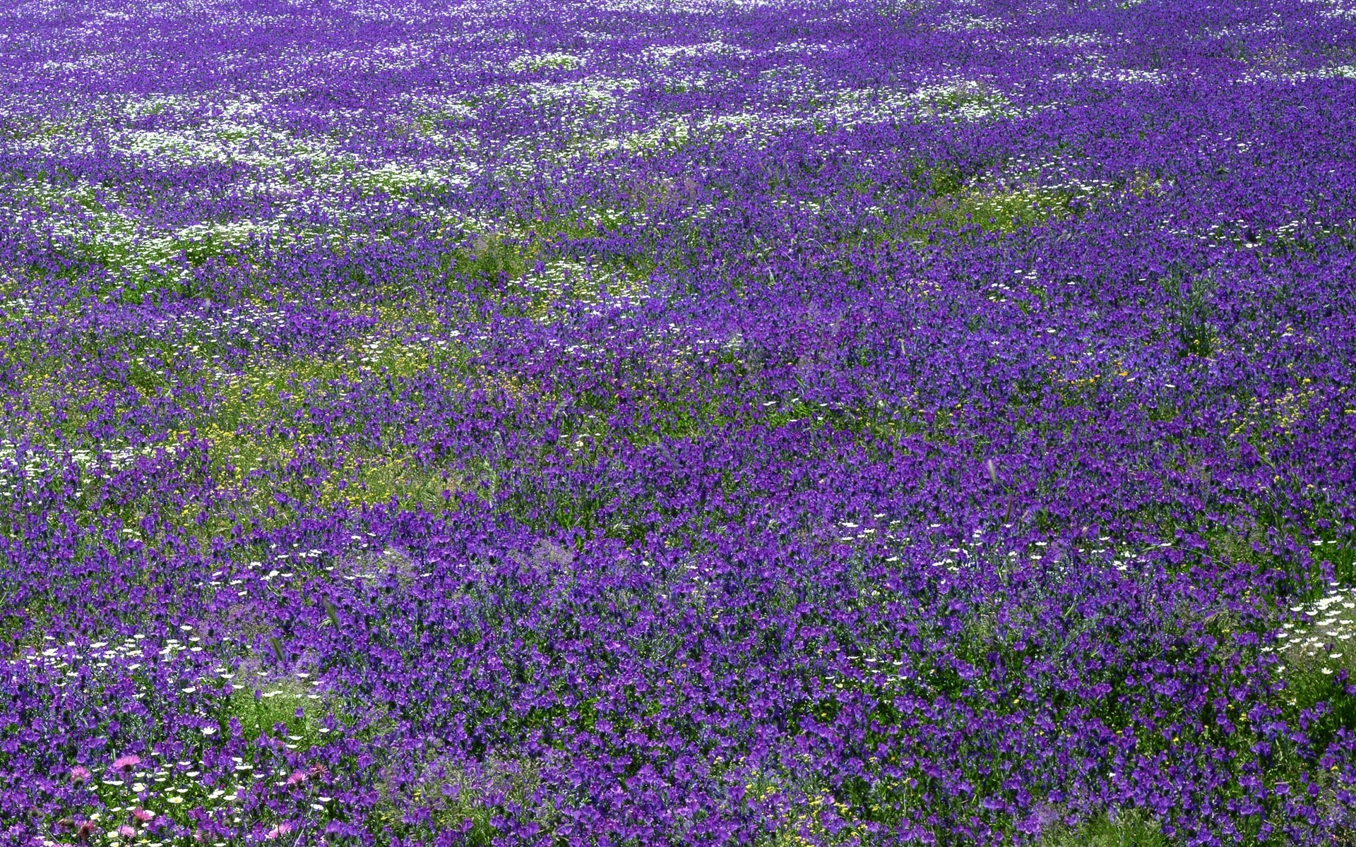 paesaggio fiore flora natura campo fieno floreale rurale estate all aperto giardino foglia crescita fioritura paesaggio viola colore agricoltura campagna erba