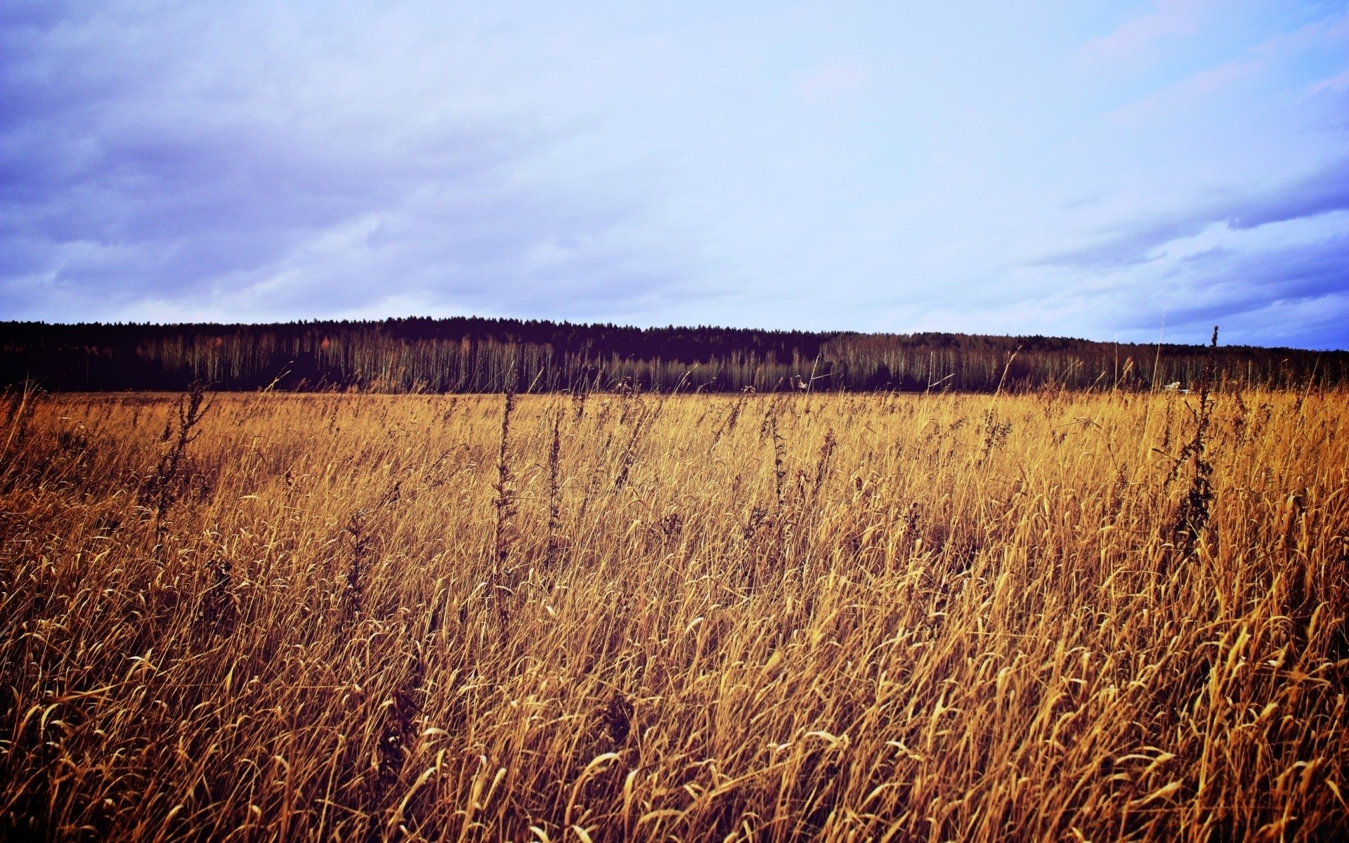 landscapes landscape nature field agriculture outdoors cereal sky gold