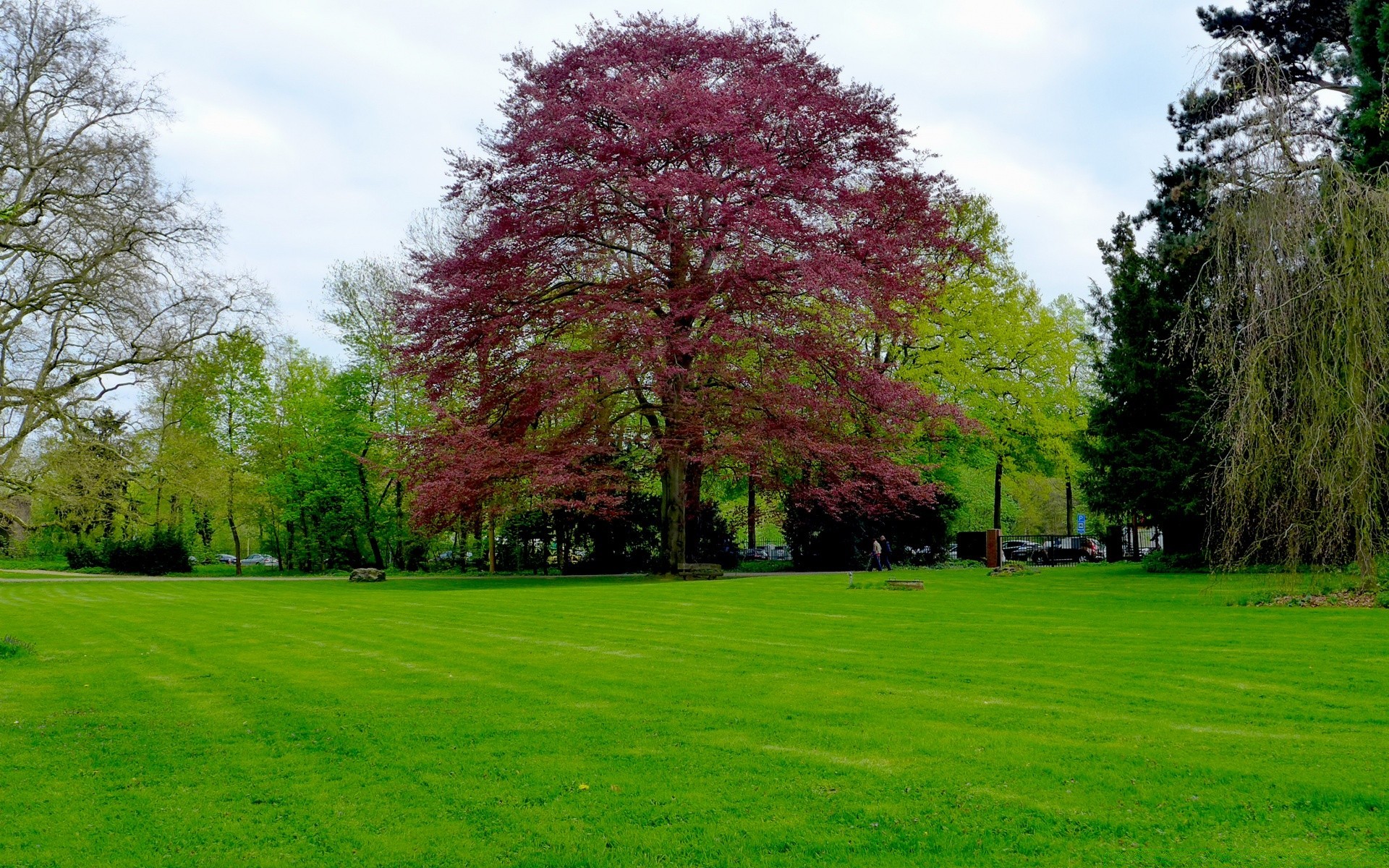 krajobrazy park drzewo trawa trawnik krajobraz natura sezon drewno liść spektakl scena jasny ogród malowniczy lato dobra pogoda środowisko na zewnątrz krajobrazy