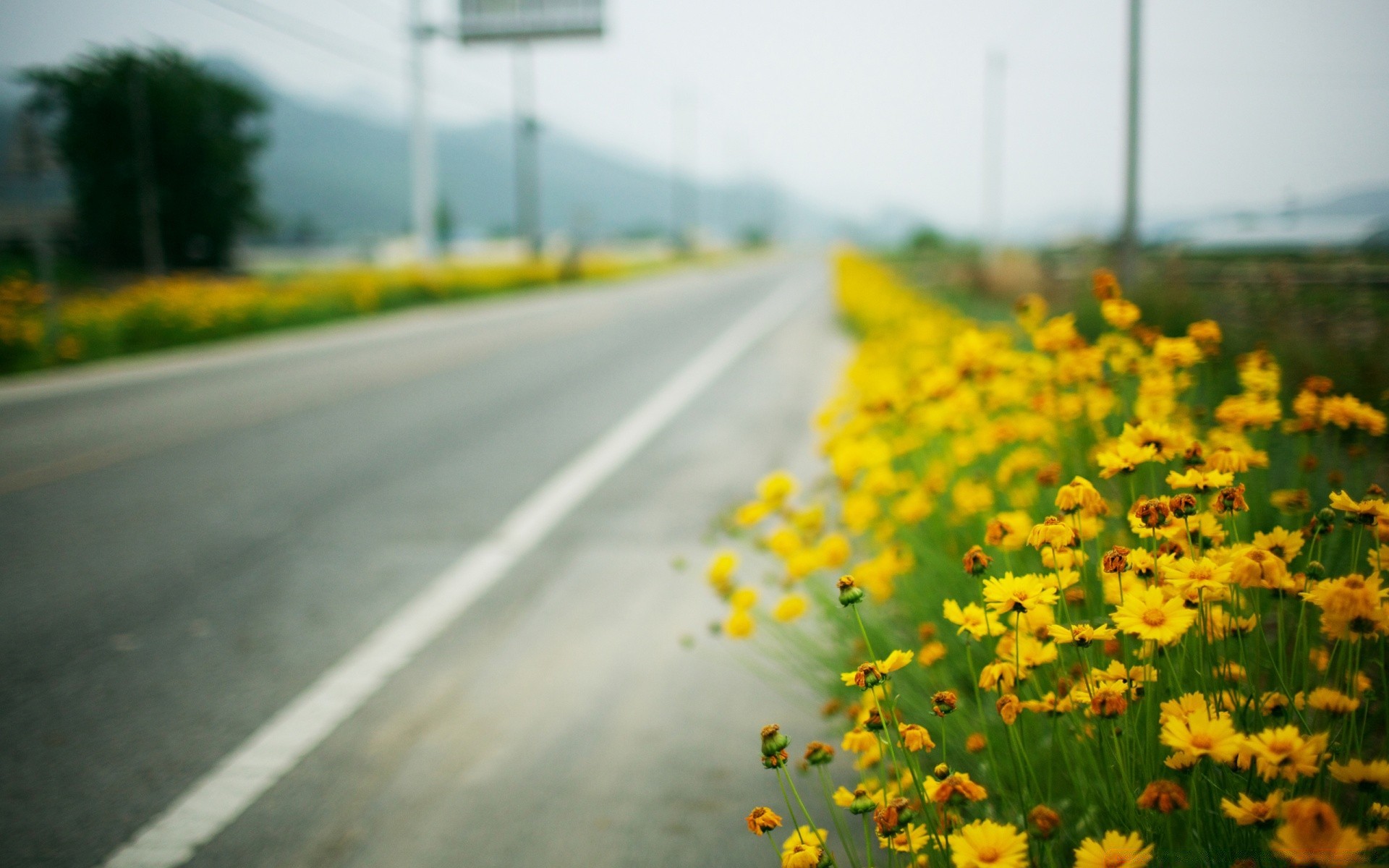 landscapes blur road nature rural outdoors summer grass flower field fair weather landscape countryside growth sun